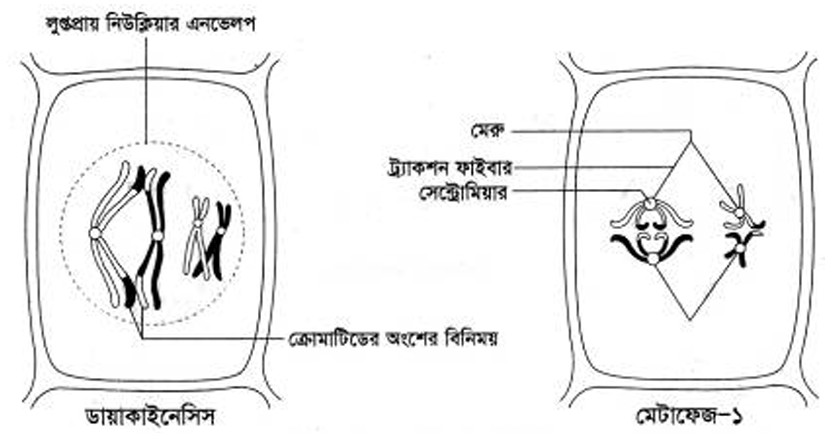 ডায়াকাইনেসিস ধাপের চিত্র। মেটাফেজ-১ ধাপ