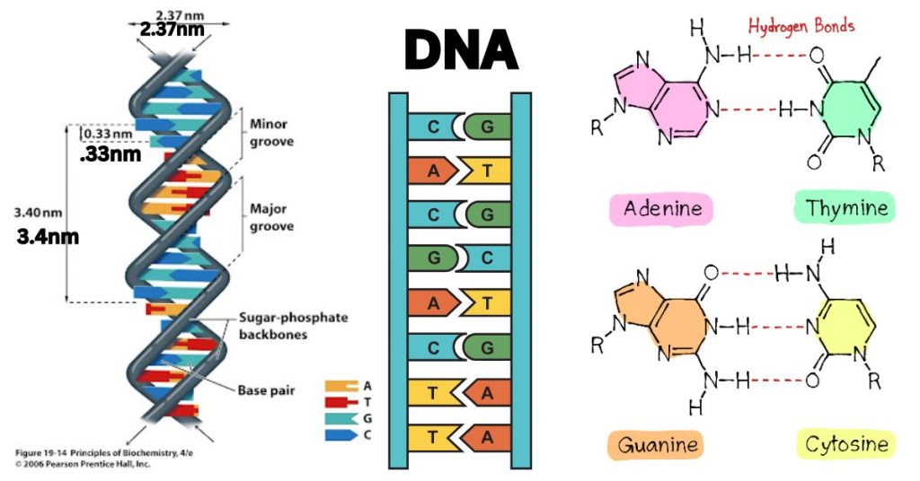 ডিএনএ (DNA) এর ভৌত ও রাসায়নিক গঠন। ডিএনএ-এর কাজ।