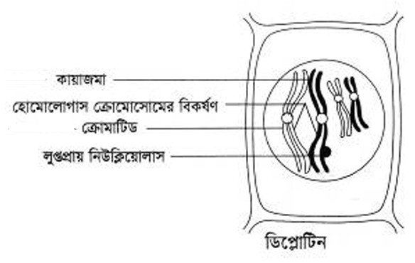 ডিপ্লোটিন ধাপের চিত্র। মিয়োসিস বিভাজনের ডিপ্লোটিন ধাপ।