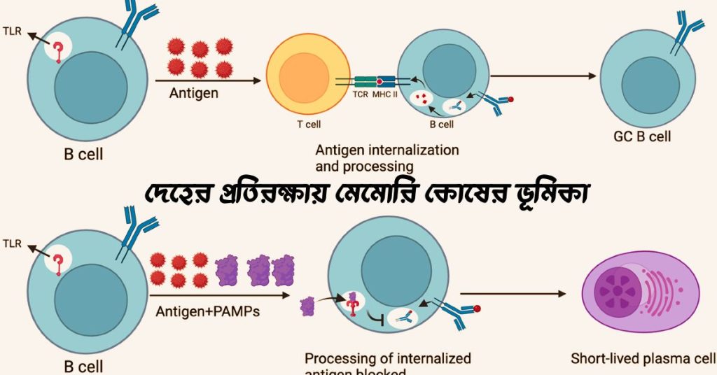 দেহের প্রতিরক্ষায় মেমােরি কোষের ভূমিকা