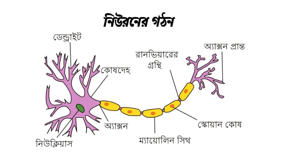 নিউরনের গঠন।