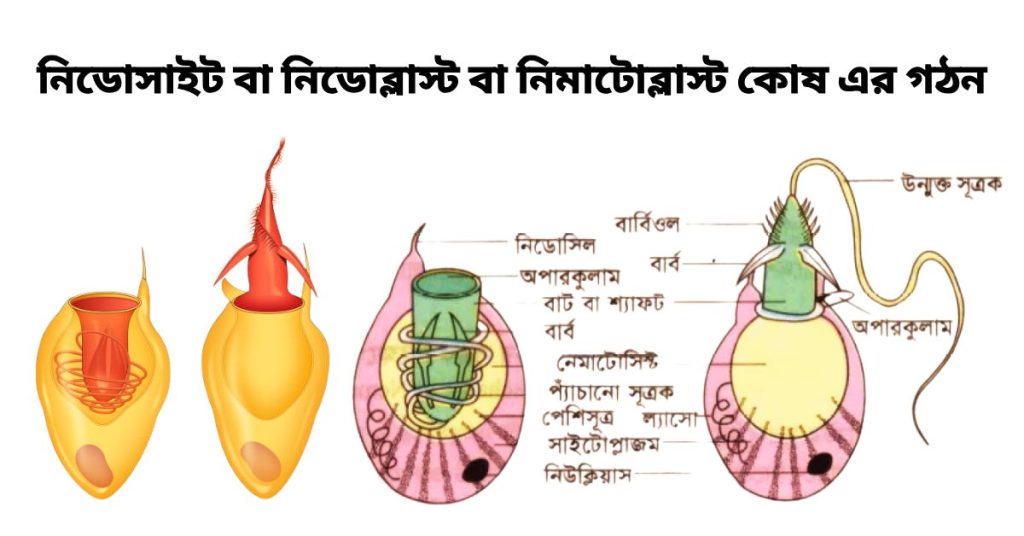 নিডোসাইট বা নিডােব্লাস্ট বা নিমাটোব্লাস্ট কোষ এর গঠন