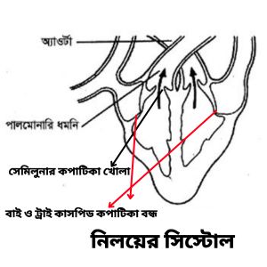 নিলয়ের সিস্টোল। কার্ডিয়াক চক্র।