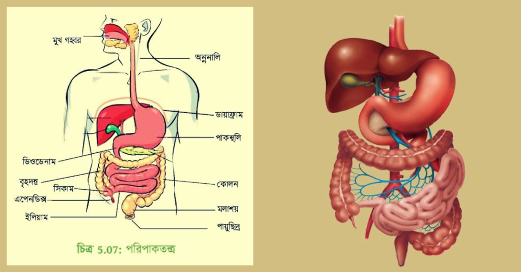 পরিপাক কী? পরিপাকতন্ত্রের বিভিন্ন অংশগুলোর বর্ণনা।