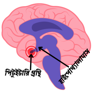 পিটুইটারি-গ্রন্থি। প্রভু গ্রন্ঠি। মাস্টার গ্লান্ড। গ্রন্ঠি রাজ।