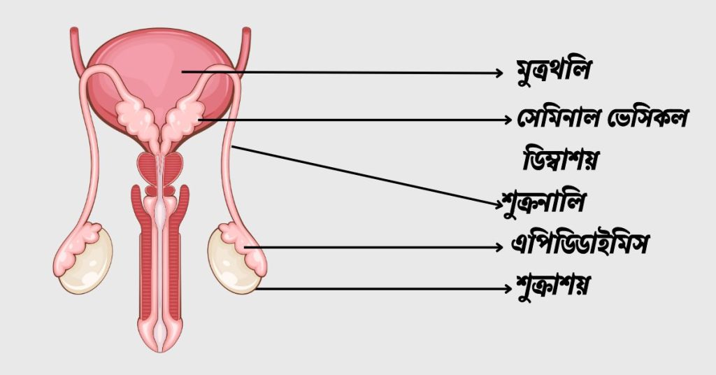 পুং প্রজননতন্ত্রের বিভিন্ন অংশ বর্ণনা।