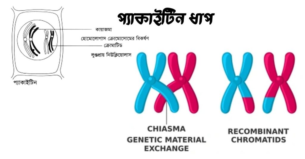 প্যাকাইটিন (Pachytene) ধাপের চিত্র। মিয়োসিস বিভাজনের প্যাকাইটিন ধাপ।
