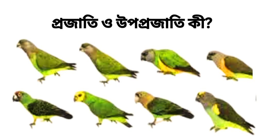 প্রজাতি ও উপপ্রজাতি কী?