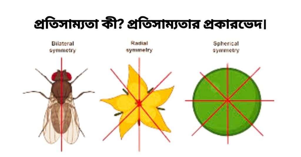 প্রতিসাম্যতা কী? প্রতিসাম্যতার প্রকারভেদ।