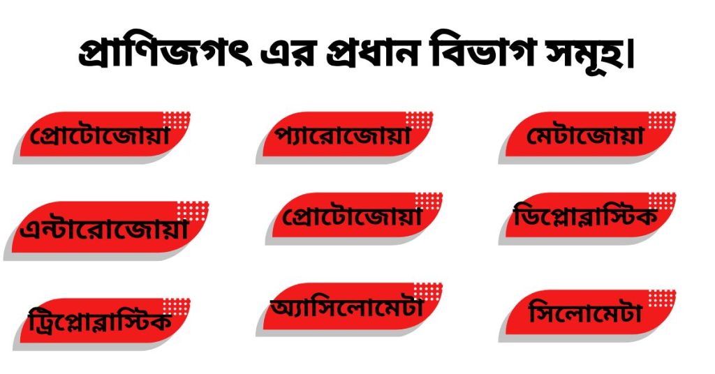 প্রাণিজগৎ এর প্রধান বিভাগ সমূহ।