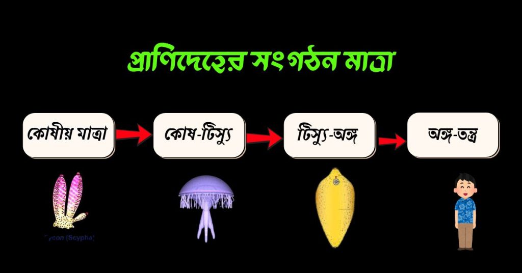 প্রাণিদেহের সংগঠন মাত্রা