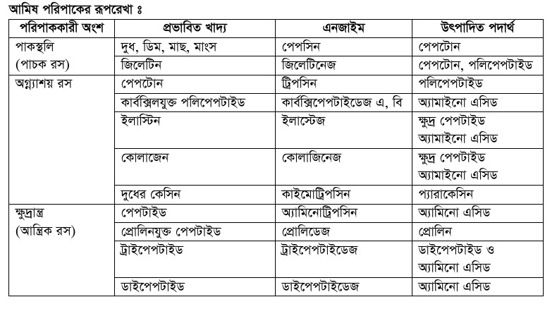 প্রোটিন জাতীয় খাদ্য পরিপাক পদ্ধতি।