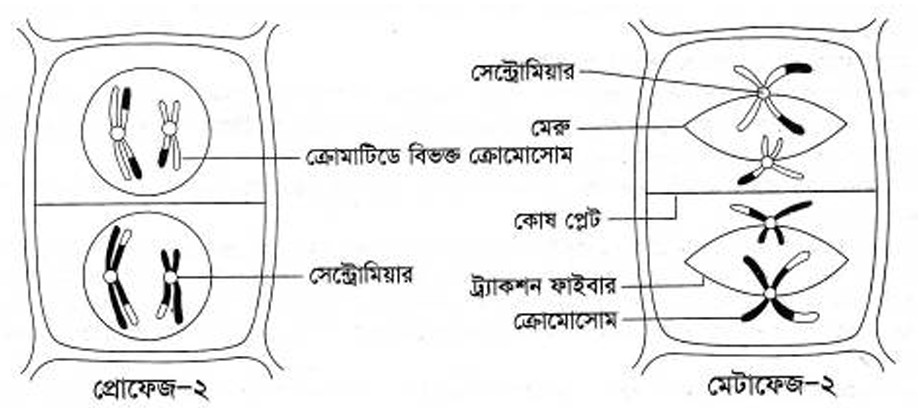প্রোফেজ-২ ধাপ। মেটাফেজ-২ ধাপ। মিয়োসিস-২ এর ধাপ।