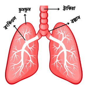 ফুসফুসের গঠন