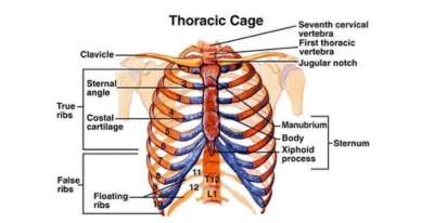 বক্ষপিঞ্জর (Thoracic cage)