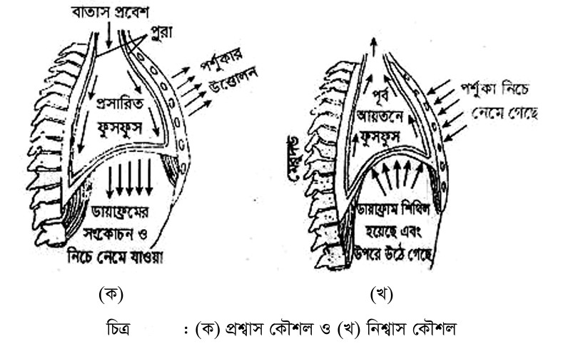 বহিঃশ্বসন কৌশল। শ্বাস গ্রহণ বা প্রশ্বাস কৌশল। শ্বাস ত্যাগ বা নিঃশ্বাস কৌশল।