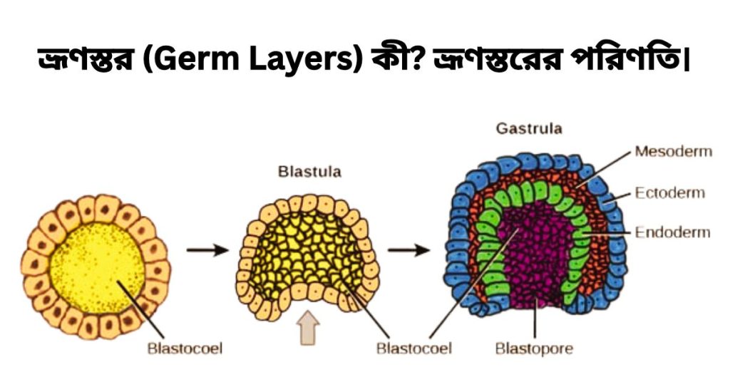 ভ্রূণস্তর (Germ Layers) কী? ভ্রূণস্তরের পরিণতি।