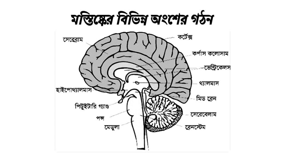 মস্তিষ্কের-গঠন।মস্তিষ্কের-বিভিন্ন অংশের গঠন-ও-কাজ।