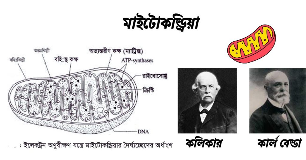 মাইটোকন্ড্রিয়া এর ভৌত ও রাসায়নিক গঠন। মাইটোকন্ড্রিয়ার কাজ।