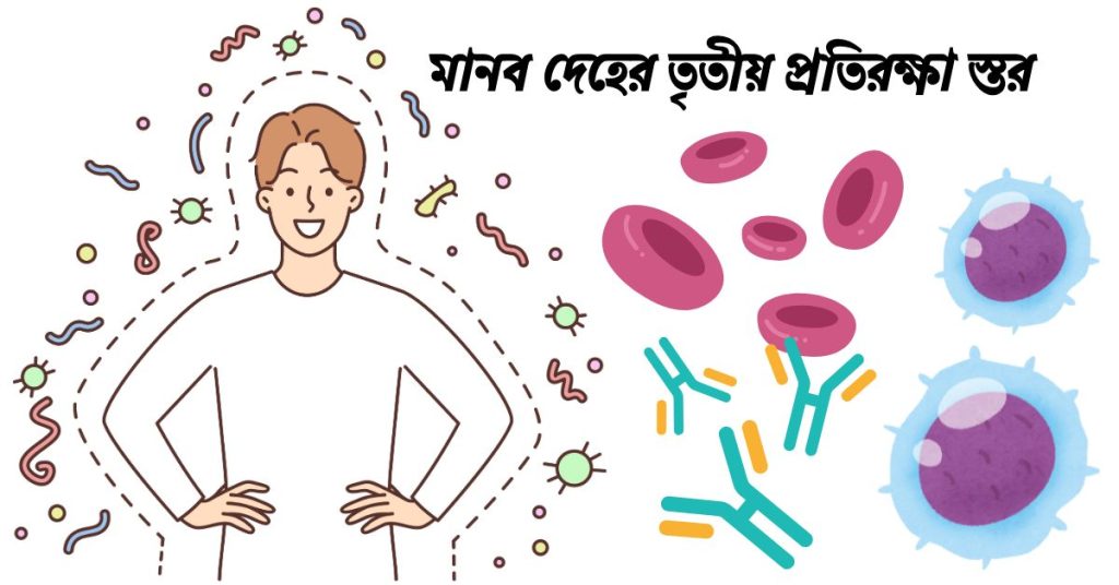 মানব দেহের তৃতীয় প্রতিরক্ষা স্তর। সহজাত প্রতিরক্ষা স্তর।