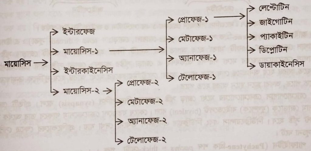 মায়োসিস কোষ বিভাজনের ধাপ