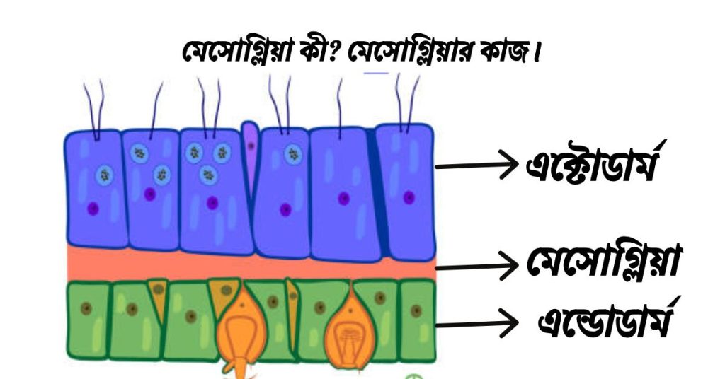 মেসোগ্লিয়া কী? মেসোগ্লিয়ার কাজ।