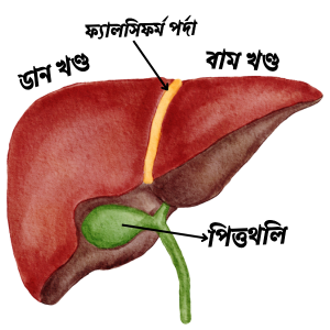 যকৃত। যকৃতের গঠন ও কাজ।