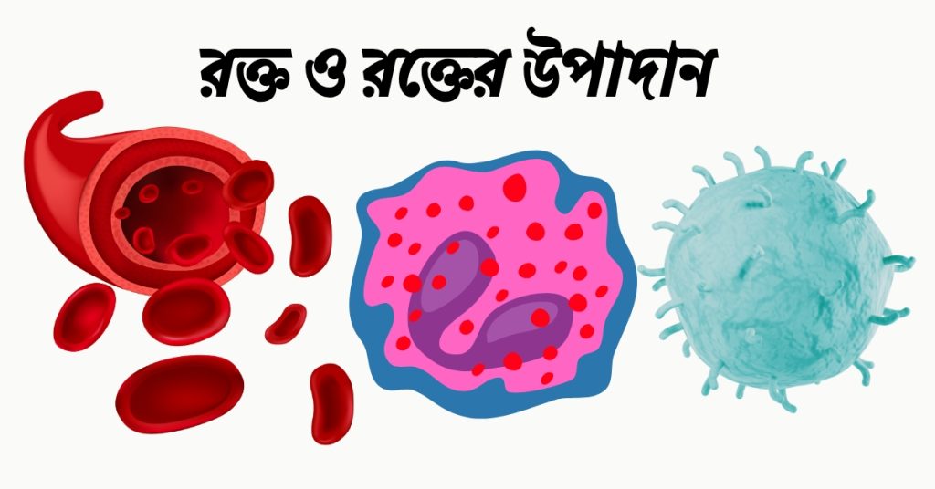 রক্ত কী? রক্তের উপদান ও কাজ।