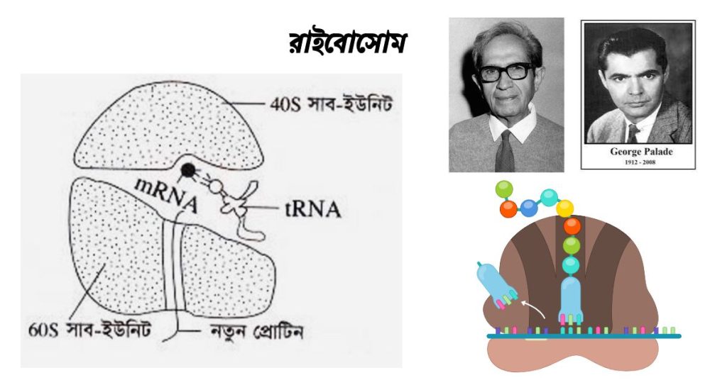 রাইবোসোম এর গঠন ও কাজ।