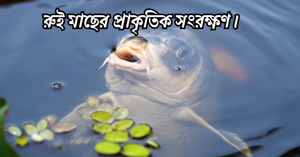 রুই মাছের প্রাকৃতিক সংরক্ষণ।