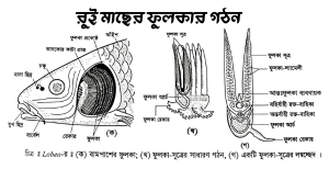 রুই মাছের ফুলকার গঠন