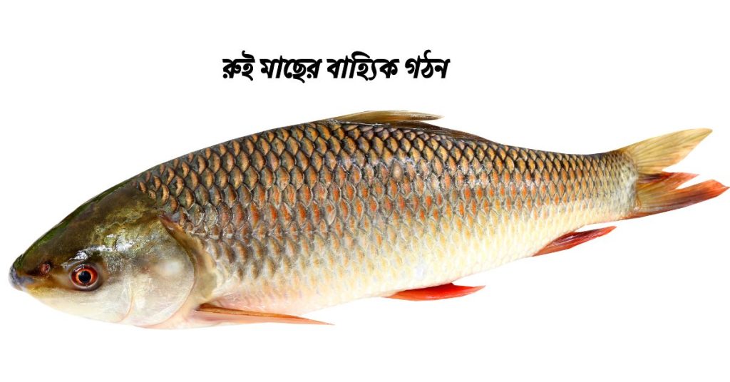 রুই মাছের বাহ্যিক গঠন