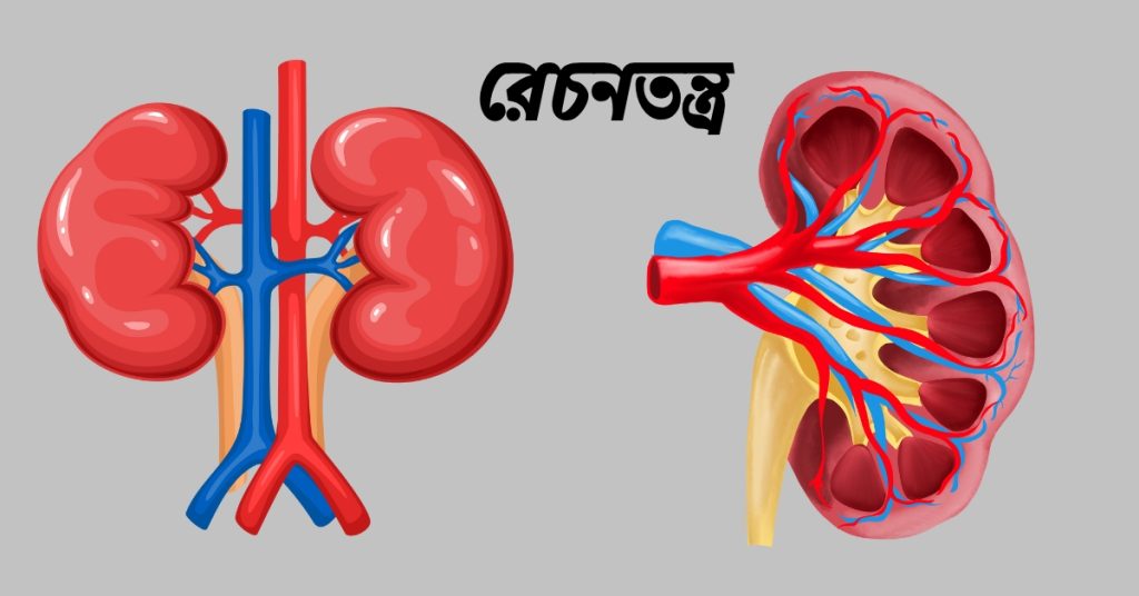 রেচন কী? রেচনতন্ত্র কী? বৃক্কের গঠন ও কাজ।