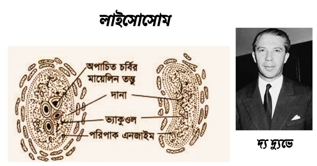 লাইসােসােম এর গঠন ও কাজ।
