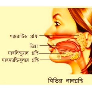 লালাগ্রন্থি