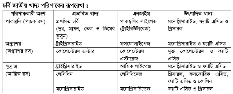 লিপিড জাতীয় খাদ্য পরিপাক পদ্ধতি।