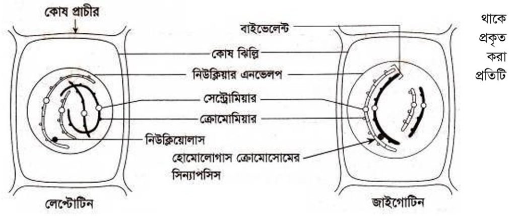 লেপ্টোটিন ও জাইগোটিন ধাপ। লেপ্টোটিন (Leptotene) চিত্র। জাইগোটিন (Zygotene) চিত্র।