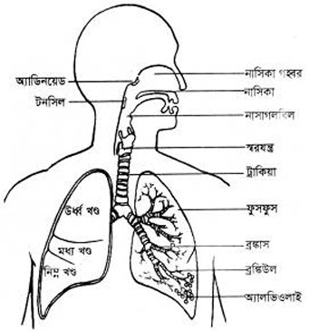 শ্বসনতন্ত্রের বিভিন্ন অংশের গঠন