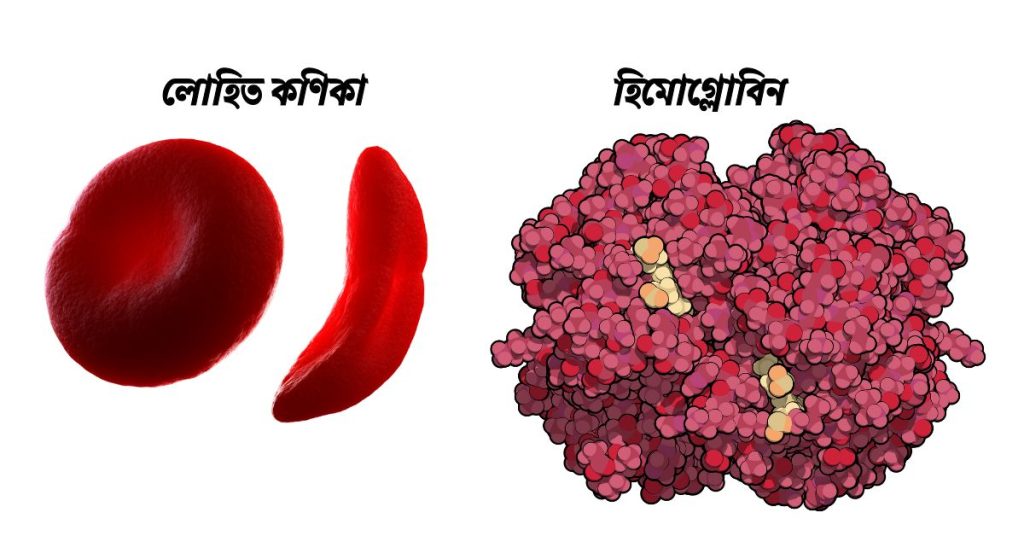 শ্বাসরঞ্জক কী? হিমোগ্লোবিন এর গঠন। শ্বসনে হিমোগ্লোবিন বা শ্বাসরঞ্জকের ভূমিকা।