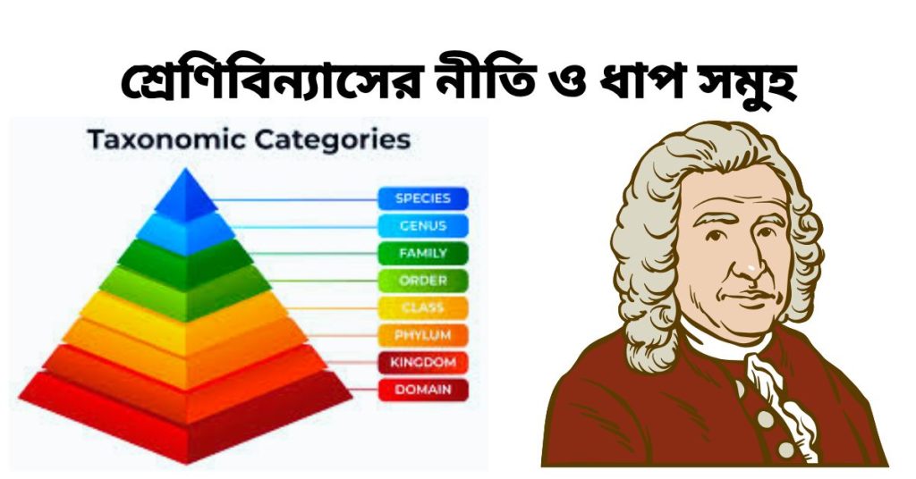 শ্রেণিবিন্যাসের নীতি ও ধাপ সমুহ
