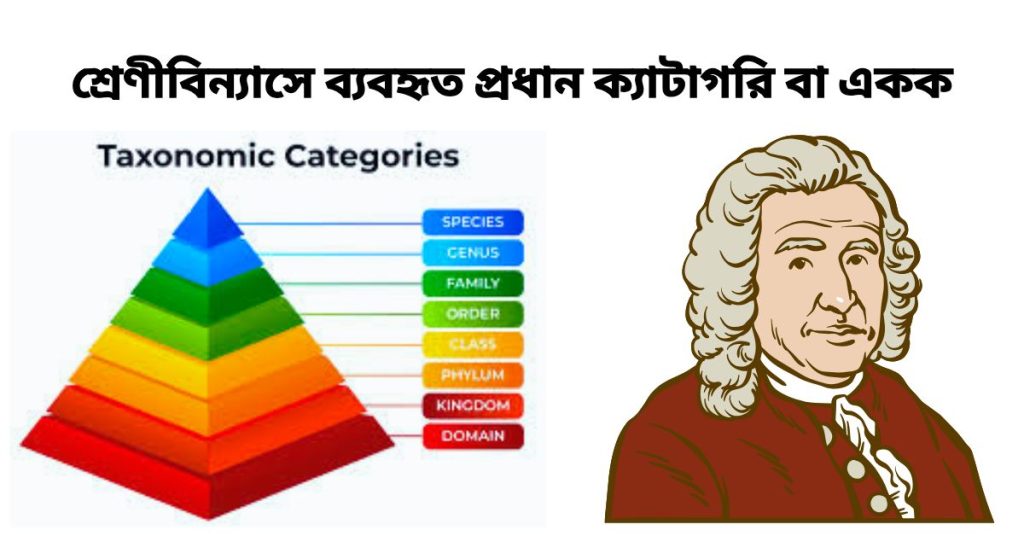 শ্রেণীবিন্যাসে ব্যবহৃত প্রধান ক্যাটাগরি বা একক