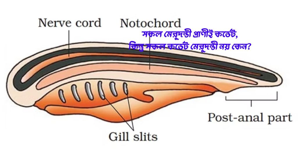 সকল মেরুদন্ডী প্রাণীই কর্ডেট, কিন্তু সকল কর্ডেট মেরুদন্ডী নয় কেন?