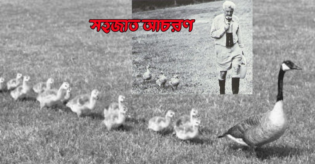 সহজাত আচরণ কী? সহজাত আচরণের বৈশিষ্ট্য।