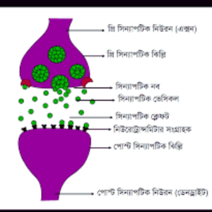 সিন্যাপসের গঠন