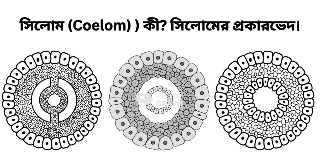 সিলােম (Coelom) ) কী? সিলোমের প্রকারভেদ।