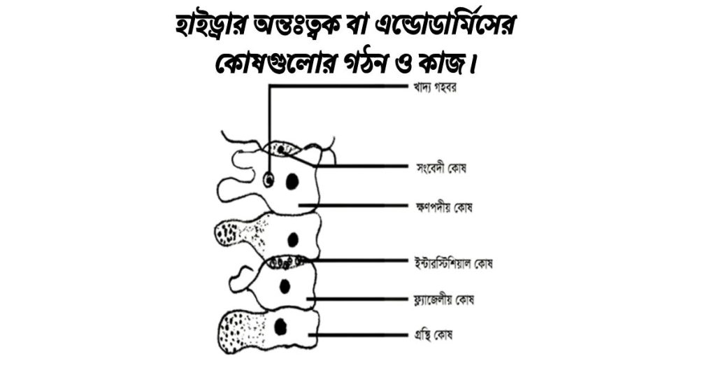 হাইড্রার অন্তঃত্বক বা এন্ডোডার্মিসের কোষগুলোর গঠন ও কাজ।