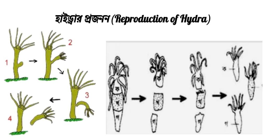হাইড্রার প্রজনন(Reproduction of Hydra)