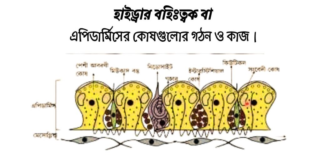 হাইড্রার বহিঃত্বক বা এপিডার্মিসের কোষগুলোর গঠন ও কাজ।