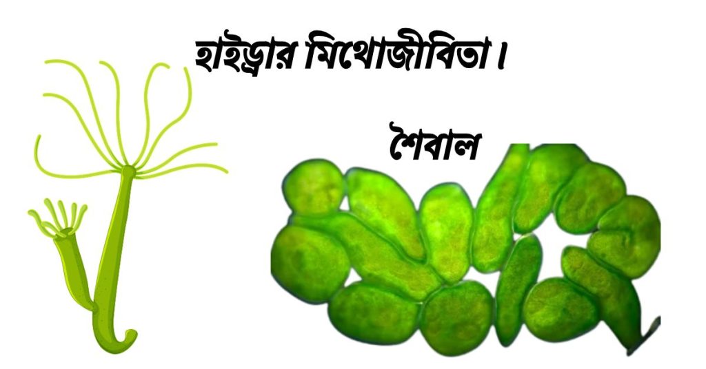 হাইড্রার মিথােজীবিতা।