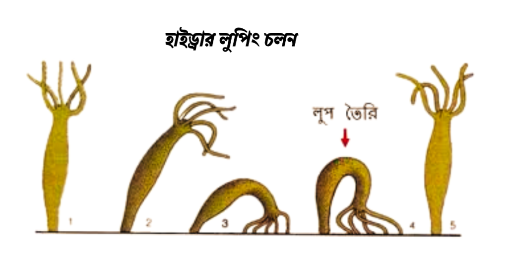 হাইড্রার লুপিং চলন